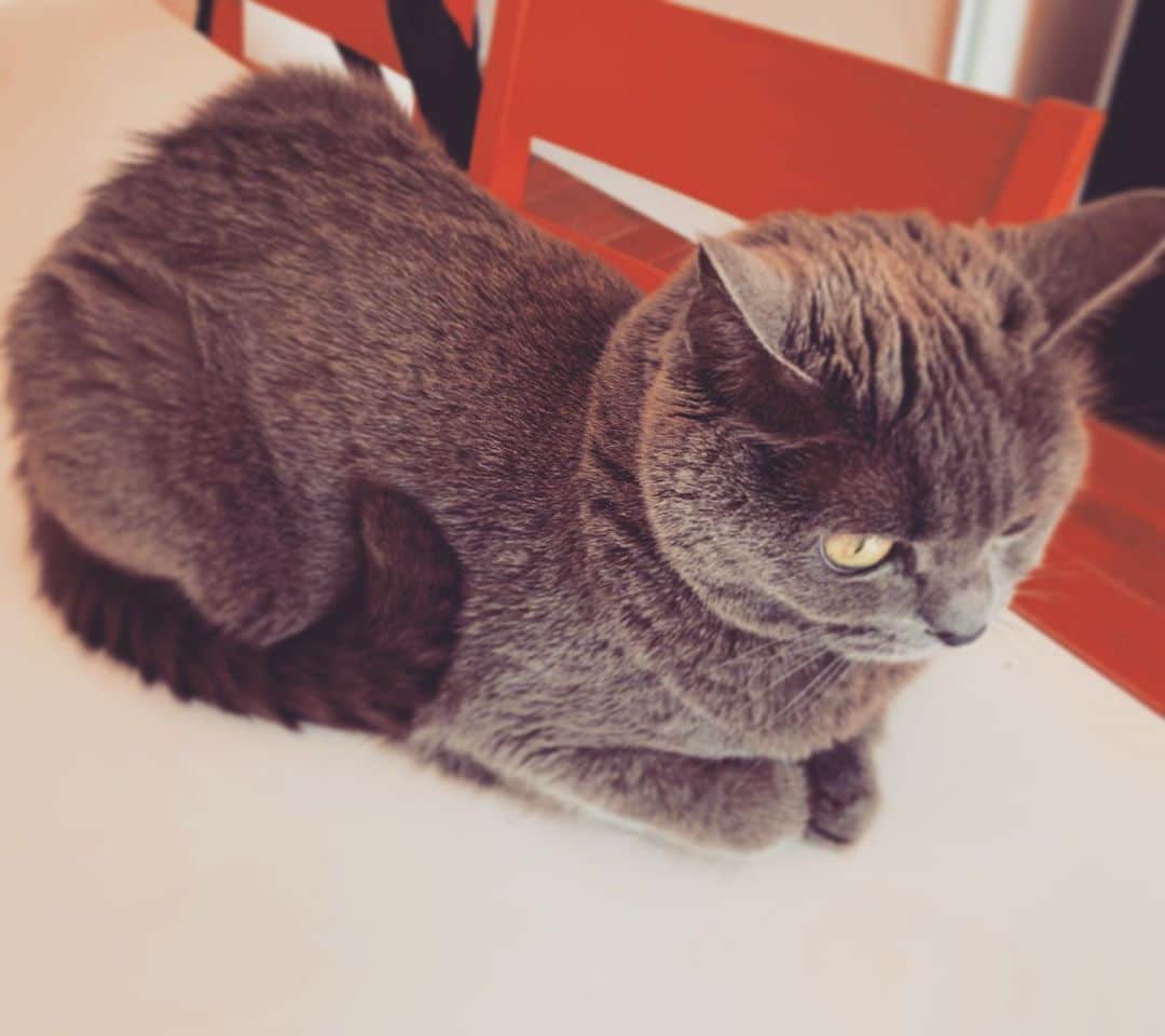 チキン南蛮カレーのルウ王子のグルメインスタ