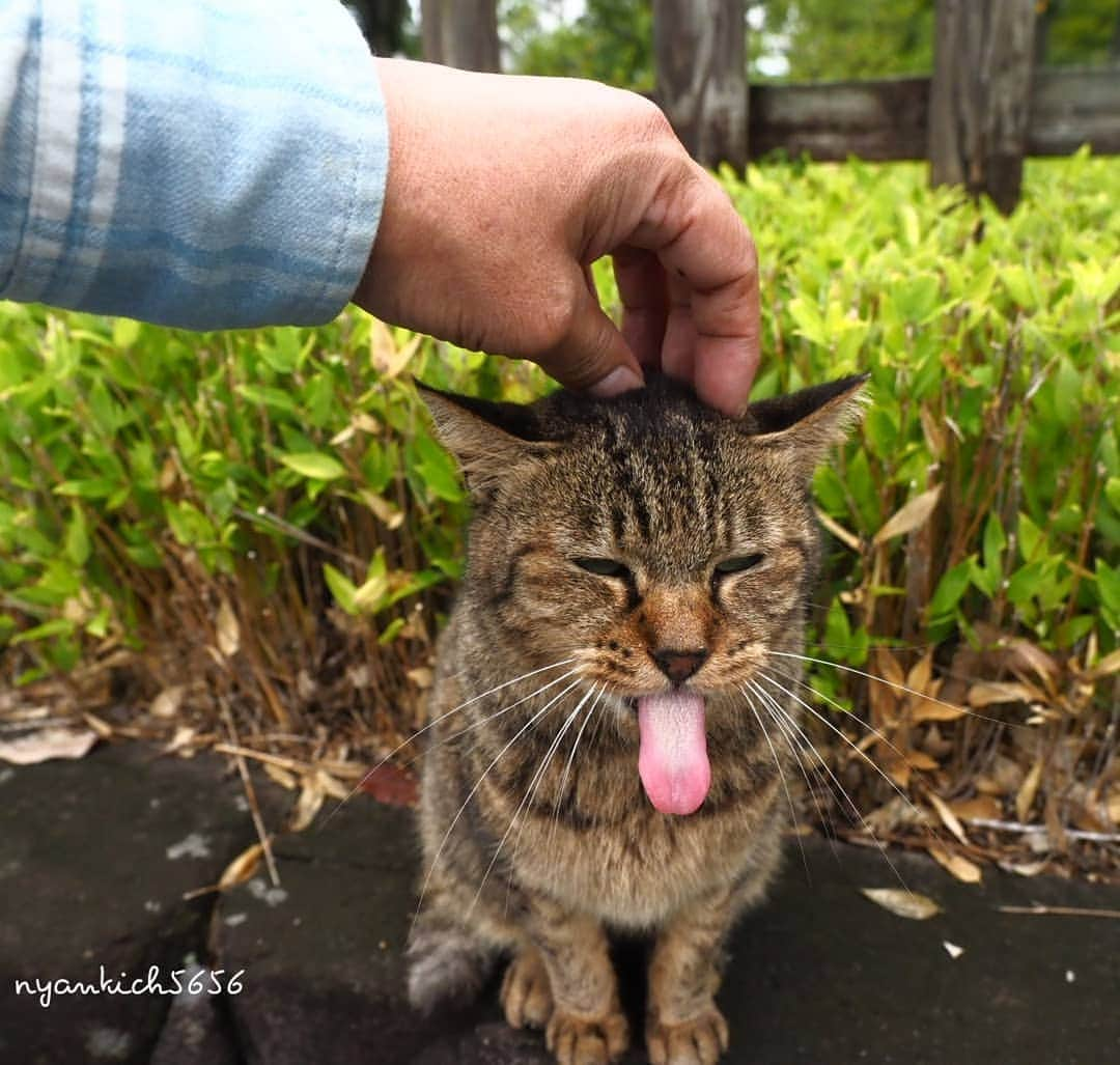 路地裏のにゃん吉さんのインスタグラム写真 - (路地裏のにゃん吉Instagram)「お久しぶりだべー👅  #生き抜け野良猫 べーちゃん #แมว #igersjp#のらねこ部#猫#ねこすたぐらむ#ねこ部#bnw_greatshots #にゃんすたぐらむ#みんねこ #cats#ファインダー越しの私の世界 #catsofinstagram#catgag #gatto#catloversclub#bnw_greatshots#gf_bnw #東京カメラ部#icu_japan#team_jp_西  #고양이#nekoclub #catstagram#広がり同盟 #bestcatclub #gallery_legit #kawaii#love_bestjapan #meow」10月12日 13時34分 - nyankichi5656