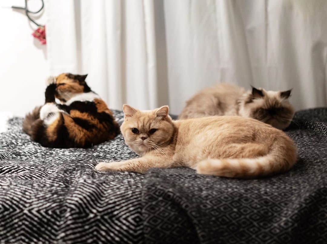 のインスタグラム：「昨晩の猫だまり。 めめ姐さんの側にいたい若者たち。」