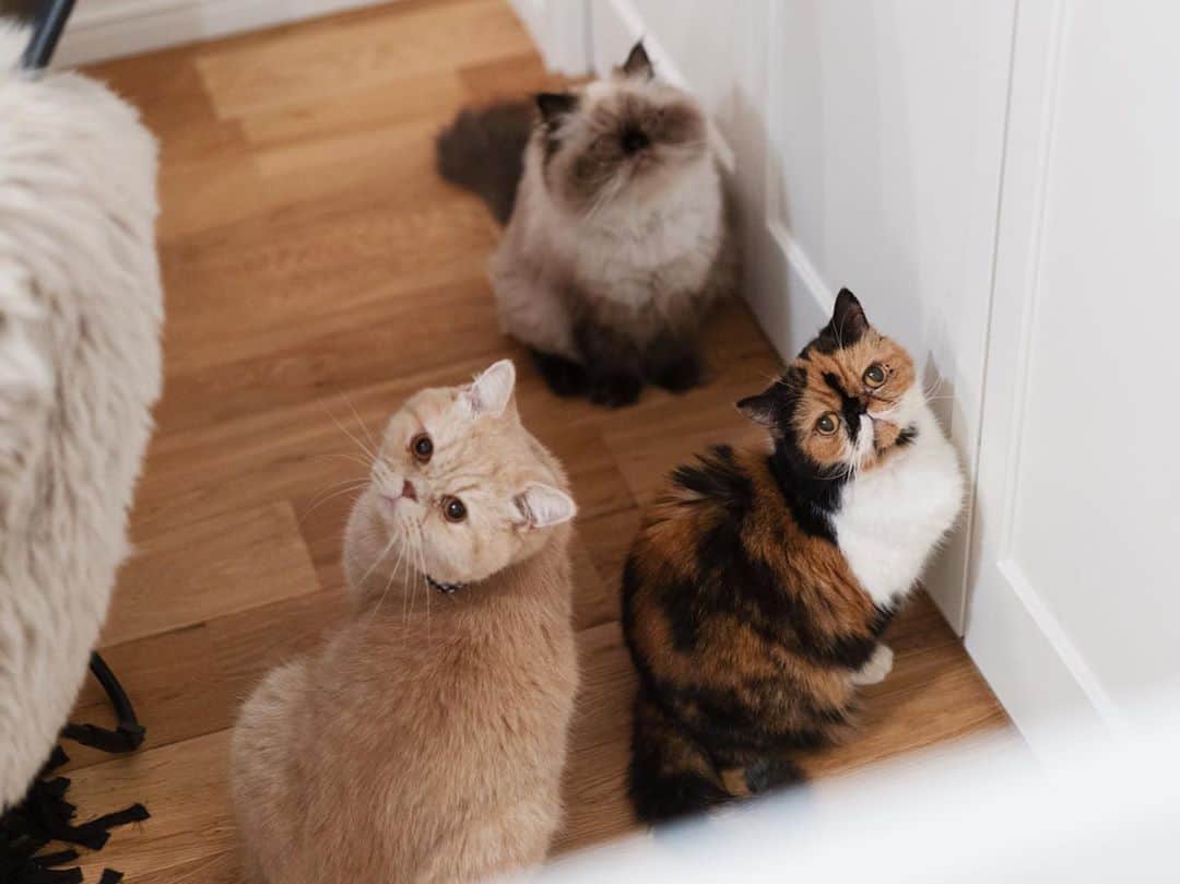 清水桜子さんのインスタグラム写真 - (清水桜子Instagram)「昨晩の猫だまり。 めめ姐さんの側にいたい若者たち。」10月12日 13時46分 - sakuracos