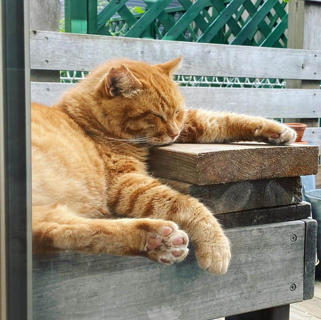 ゆたこさんのインスタグラム写真 - (ゆたこInstagram)「先生~🙋🏻 ノラさんが居眠りしてまーす。  ノラ「Mも寝てるﾆｬ💤」  #地域猫 #さくらみみ #さくら猫 #ねこすたぐらむ  #にゃんすたぐらむ #猫のいる暮らし #ねこ #地域猫活動にご理解を #猫嫌いな人のために #TNR #捕獲器セット中」10月12日 13時48分 - yutako55