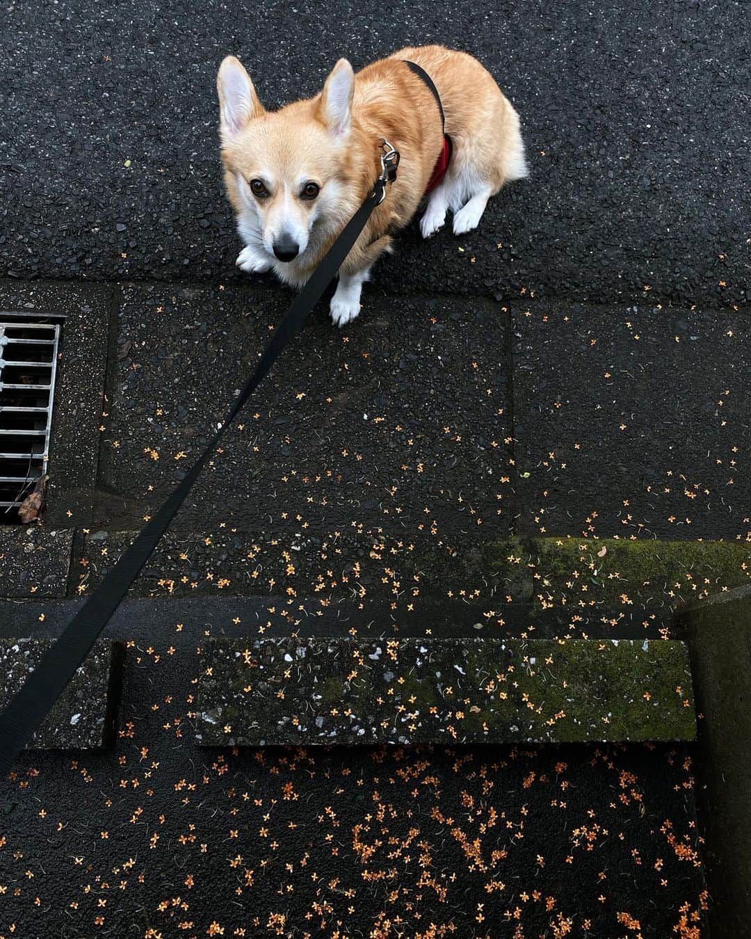 maggydaisyのインスタグラム：「_  落ちている金木犀、大好き✽  なぜかこれ以上こっちに来ない。 踏ん張り。  #maggydaisymore20201012 #corgi #コーギー #犬のいる暮らし #里親 #金木犀」