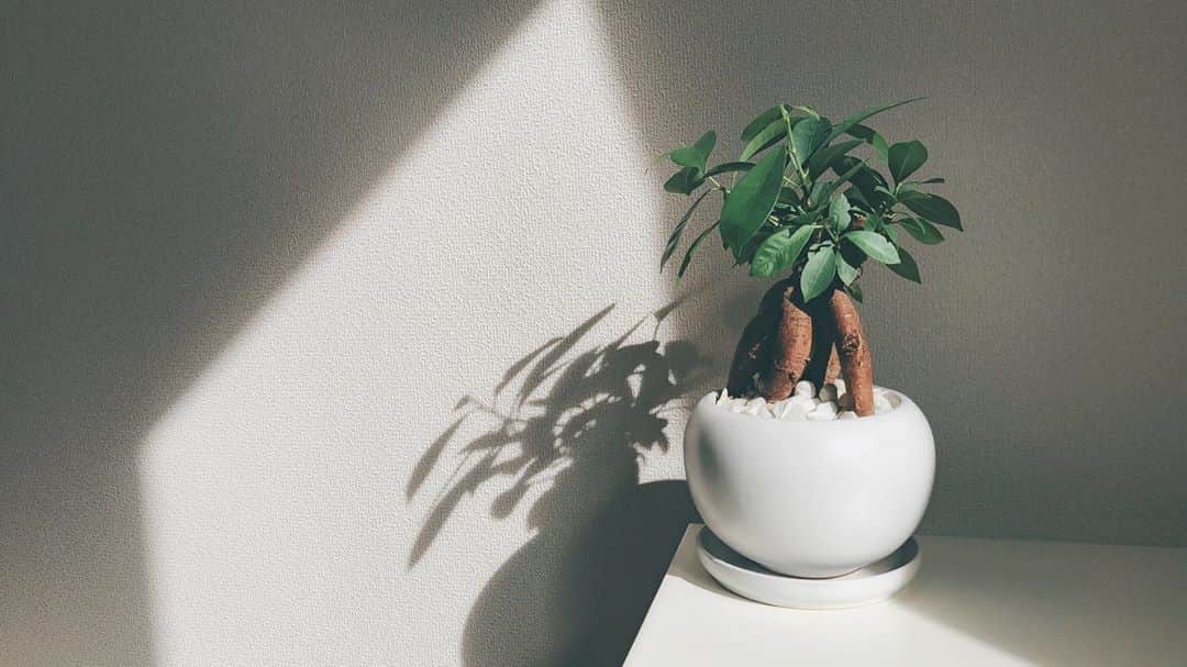 のインスタグラム：「うちの子は元気に育っています🌱」
