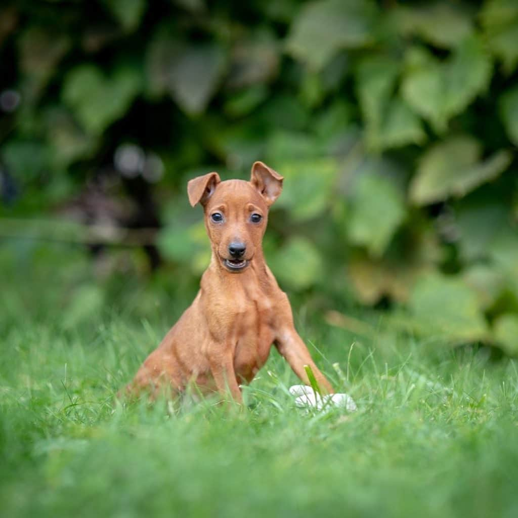 Puppy For Sale.さんのインスタグラム写真 - (Puppy For Sale.Instagram)「Замечательный мальчик цвергпинчера рыжего окраса. ⠀ Малыш готов переехать в новый дом😊 ⠀ Больше информации и фото в Директ или Вотсапп ⠀ ___ ⠀ Следите за нашими обновлениями и подписывайтесь👇 @artsimpatiya ⠀ Больше информации, фото и видео: Директ, на личном сайте питомника Арт Симпатия: www.artsimpatiya.ru ⠀ #zwergpinscher #zwergpinscherlove #zwergpinschersofinstagram #zwergpin #zwergpinscherlove😍 #zwergpincherartsimpatiya #zwergpinscherpuppy #puppyzwergschnauzer #карликовыйпинер #миниатюрныйпинчер #минипинчер #минипинчер🐕🐾 #щенокцверга #щенокцвергпинчера #цвергпинчеры #цвергпинчерщенки #пинчер #цвергпинчер #цвергпинчерщенок」10月13日 1時09分 - artsimpatiya