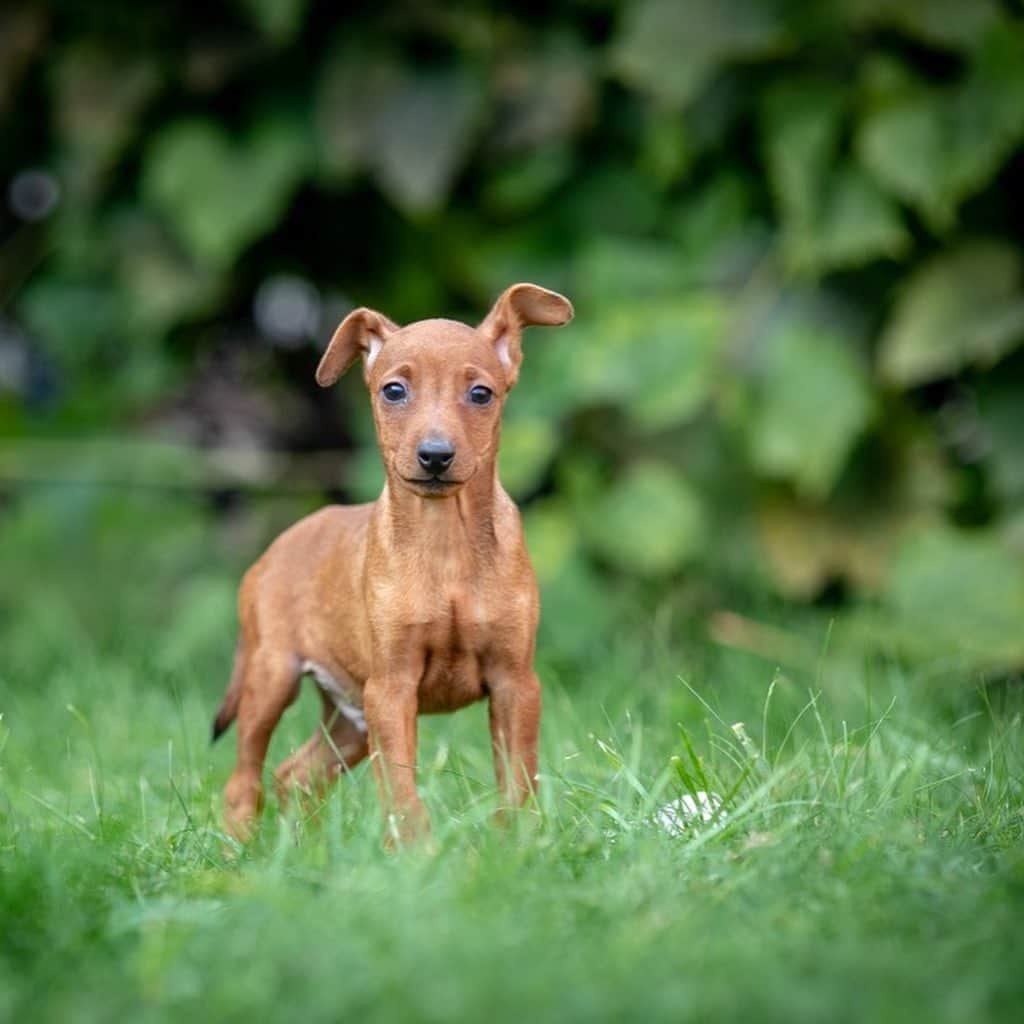 Puppy For Sale.さんのインスタグラム写真 - (Puppy For Sale.Instagram)「Замечательный мальчик цвергпинчера рыжего окраса. ⠀ Малыш готов переехать в новый дом😊 ⠀ Больше информации и фото в Директ или Вотсапп ⠀ ___ ⠀ Следите за нашими обновлениями и подписывайтесь👇 @artsimpatiya ⠀ Больше информации, фото и видео: Директ, на личном сайте питомника Арт Симпатия: www.artsimpatiya.ru ⠀ #zwergpinscher #zwergpinscherlove #zwergpinschersofinstagram #zwergpin #zwergpinscherlove😍 #zwergpincherartsimpatiya #zwergpinscherpuppy #puppyzwergschnauzer #карликовыйпинер #миниатюрныйпинчер #минипинчер #минипинчер🐕🐾 #щенокцверга #щенокцвергпинчера #цвергпинчеры #цвергпинчерщенки #пинчер #цвергпинчер #цвергпинчерщенок」10月13日 1時09分 - artsimpatiya