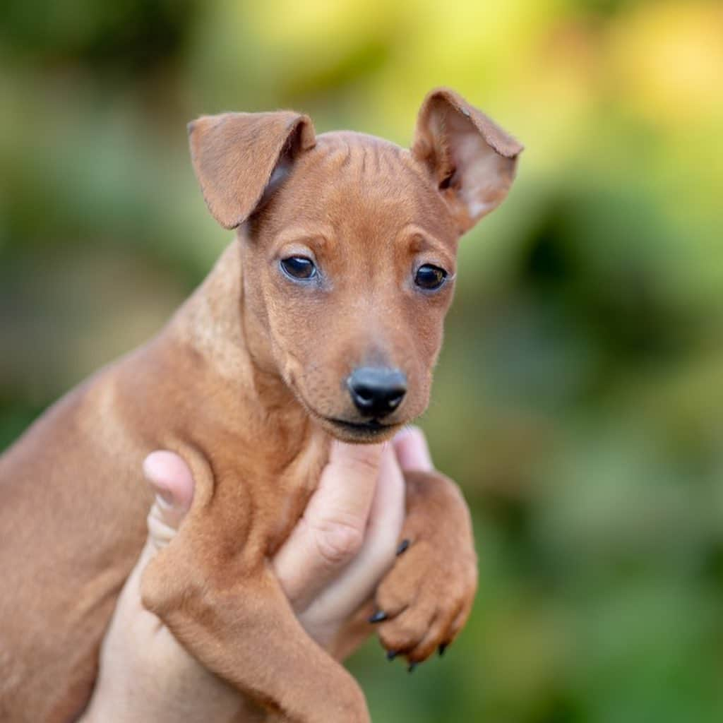 Puppy For Sale.さんのインスタグラム写真 - (Puppy For Sale.Instagram)「Замечательный мальчик цвергпинчера рыжего окраса. ⠀ Малыш готов переехать в новый дом😊 ⠀ Больше информации и фото в Директ или Вотсапп ⠀ ___ ⠀ Следите за нашими обновлениями и подписывайтесь👇 @artsimpatiya ⠀ Больше информации, фото и видео: Директ, на личном сайте питомника Арт Симпатия: www.artsimpatiya.ru ⠀ #zwergpinscher #zwergpinscherlove #zwergpinschersofinstagram #zwergpin #zwergpinscherlove😍 #zwergpincherartsimpatiya #zwergpinscherpuppy #puppyzwergschnauzer #карликовыйпинер #миниатюрныйпинчер #минипинчер #минипинчер🐕🐾 #щенокцверга #щенокцвергпинчера #цвергпинчеры #цвергпинчерщенки #пинчер #цвергпинчер #цвергпинчерщенок」10月13日 1時09分 - artsimpatiya