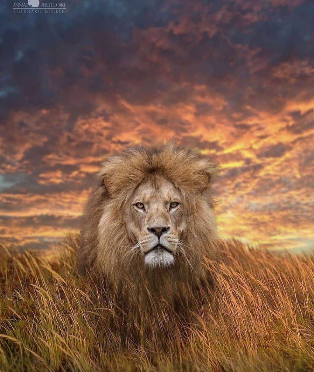 WildLifeのインスタグラム：「Tag a friend / photo by @eberhardbecker」