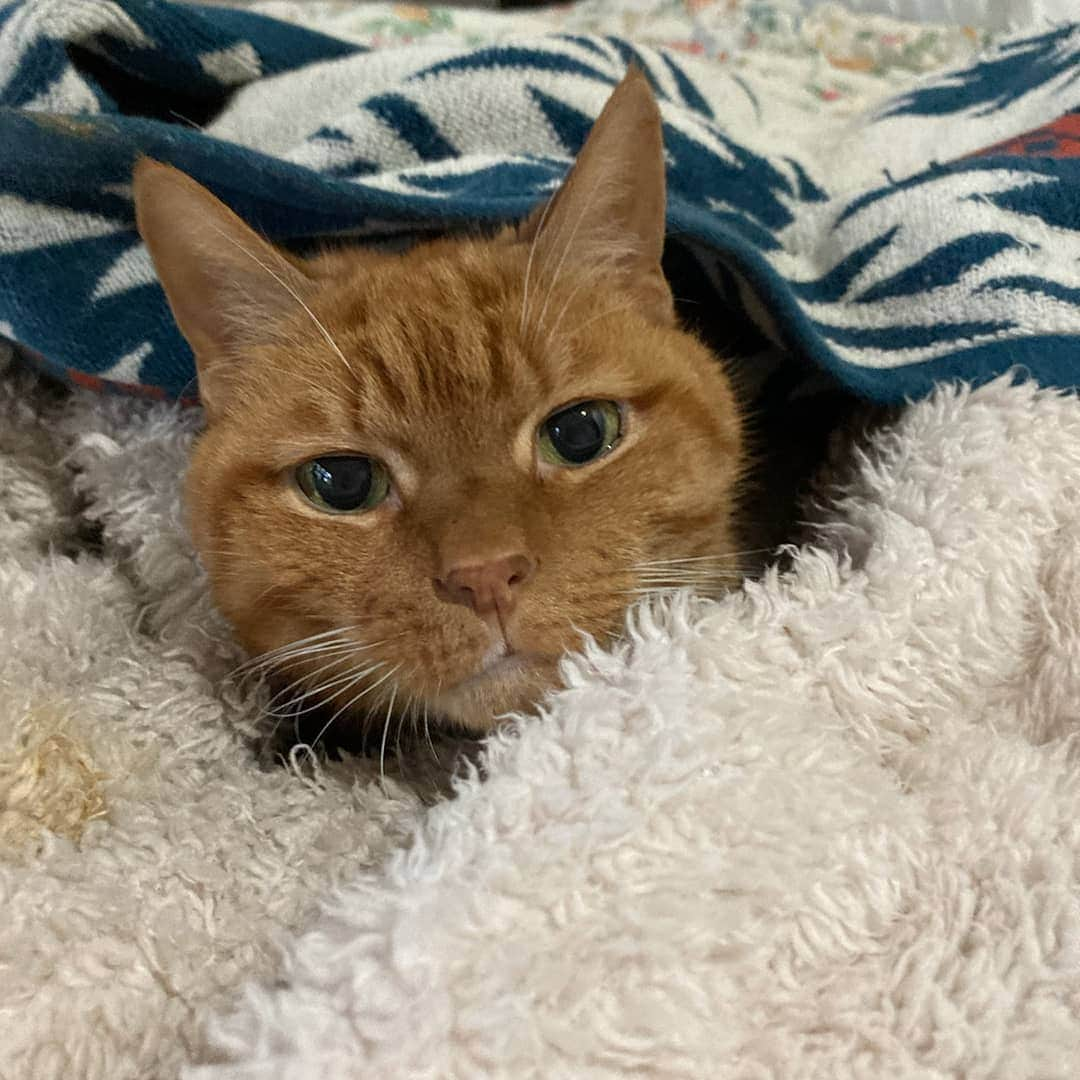 ボボのインスタグラム：「Peek-a-Bobo! 😸❤️ New photo! He looks so good now! How's everyone doing so far? Did you vote? If not, go do it! Mr. Bobo is telling you to Go ☑️ it's getting cold too, bundle up and stay warm! ❤️ ------- ~」