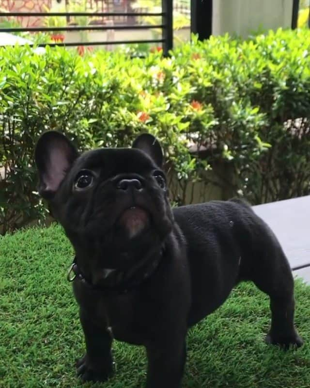 French Bulldogのインスタグラム