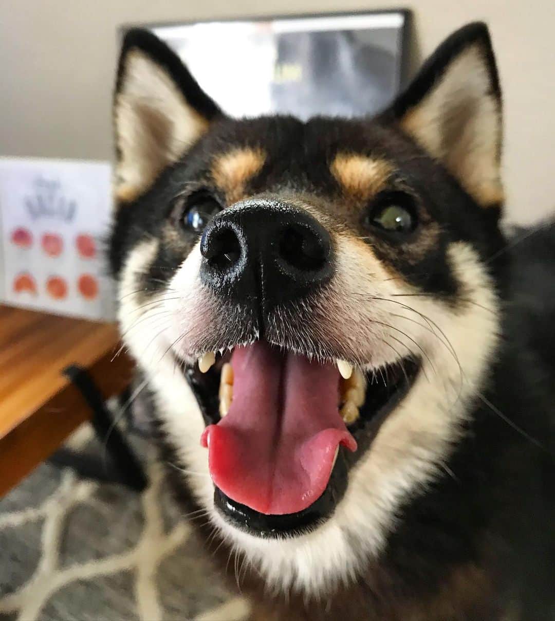 まめ丸のインスタグラム：「* * ぼくのじまんの ツヤツヤおはな🐽🐶💓 * boop the snoot🐽🐶💓 * #たべられません #まめスマイル * #柴犬#豆柴#柴#黒柴#犬#いぬのきもち#shiba#shibainu#shibastagram#shibadog#puppy#instadog#dogstagram#dog#instashiba#petstagram#pet#cutepetclub#강아지#멍스타그램#doglover#ilovemydog#weeklyfluff#boopthesnoot」