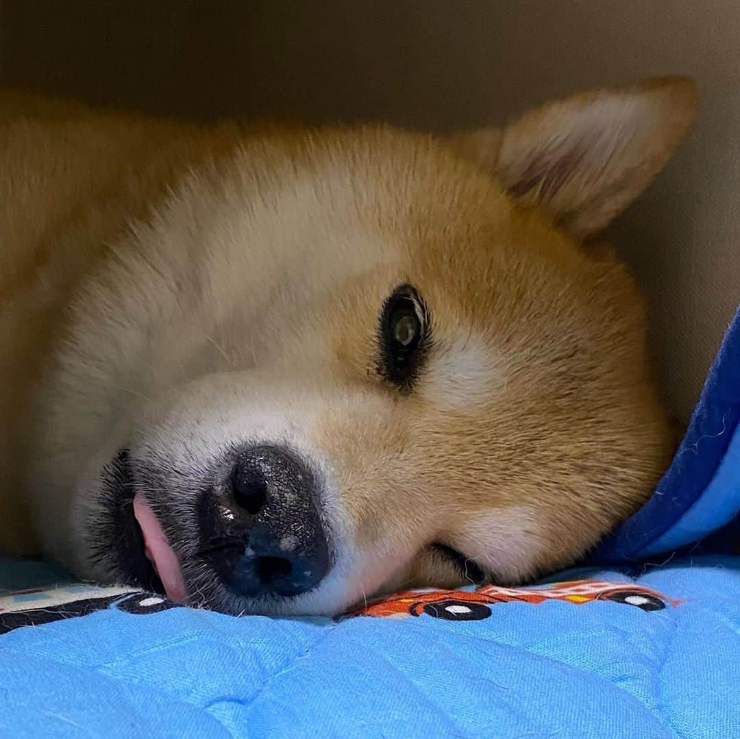 まる（まるたろう）さんのインスタグラム写真 - (まる（まるたろう）Instagram)「Good night!✨🐶💤✨犬って寝る前にペロペロするの何でだろ〜 #なんでだろう  #ななななんでだろう🙅🏻‍♀️🤷🏻‍♀️🙅🏻‍♀️🤷🏻‍♀️」10月13日 0時03分 - marutaro