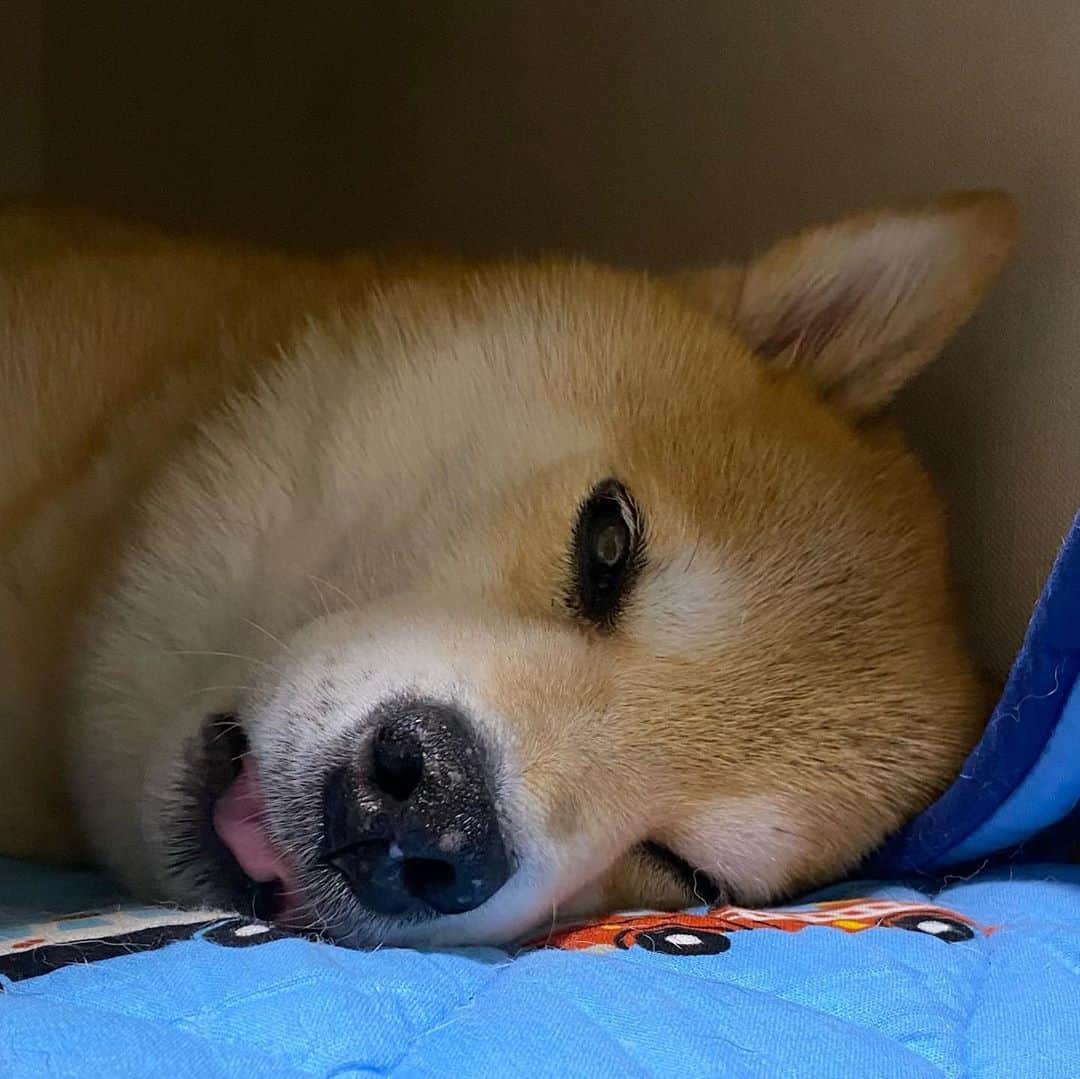 まる（まるたろう）さんのインスタグラム写真 - (まる（まるたろう）Instagram)「Good night!✨🐶💤✨犬って寝る前にペロペロするの何でだろ〜 #なんでだろう  #ななななんでだろう🙅🏻‍♀️🤷🏻‍♀️🙅🏻‍♀️🤷🏻‍♀️」10月13日 0時03分 - marutaro