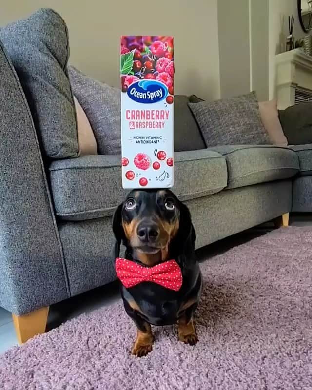 DogsOf Instagramのインスタグラム：「“showing off those balance vibes” writes @harlso_the_balancing_hound   #dogsofinstagram」