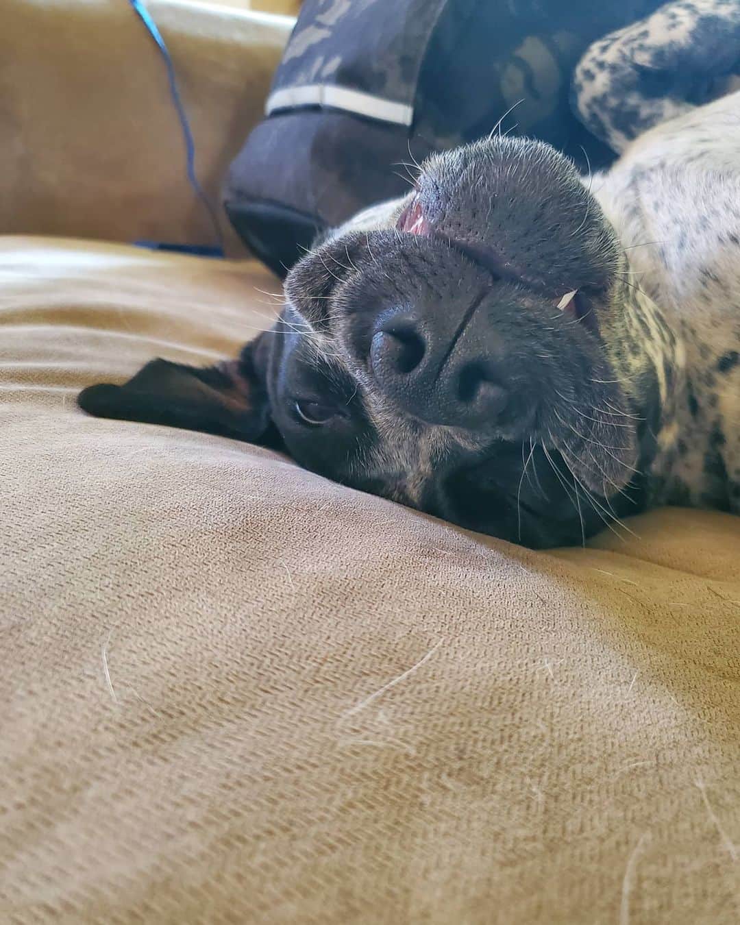 シャーロット・デュリフさんのインスタグラム写真 - (シャーロット・デュリフInstagram)「Just celebrated the 1st year of rescuing Lulu 🐶🥳  She is a good mix of cute, weird, entertainment, energy ball and cuddle bug.  A great fit to our loving family with @joshlrsn who actually just celebrated with birthday 🎁」10月13日 0時21分 - chadurif