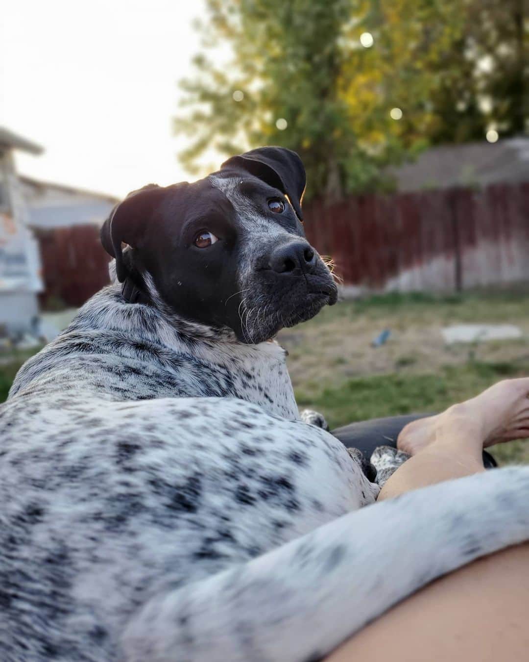 シャーロット・デュリフさんのインスタグラム写真 - (シャーロット・デュリフInstagram)「Just celebrated the 1st year of rescuing Lulu 🐶🥳  She is a good mix of cute, weird, entertainment, energy ball and cuddle bug.  A great fit to our loving family with @joshlrsn who actually just celebrated with birthday 🎁」10月13日 0時21分 - chadurif