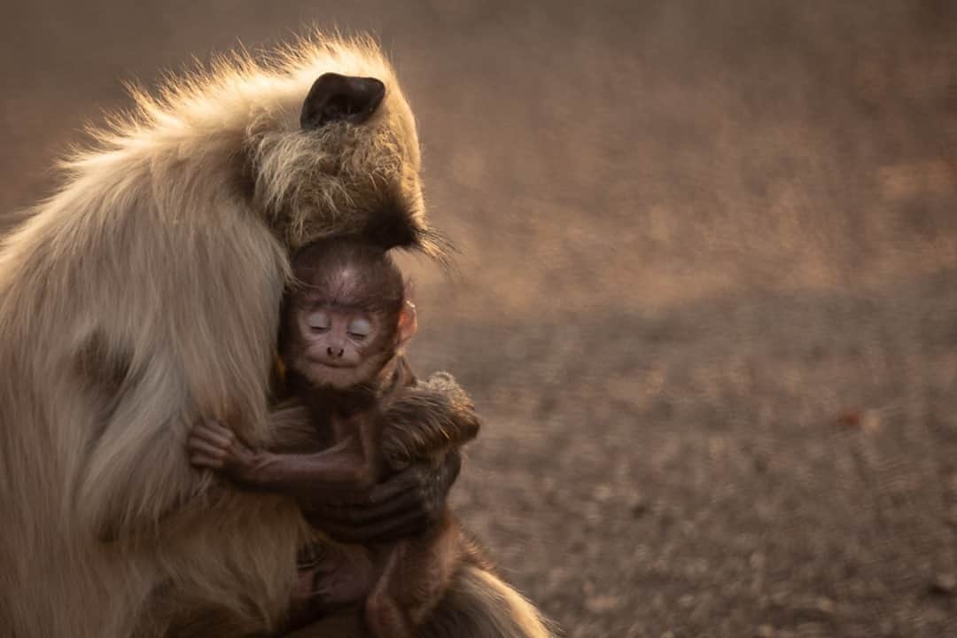 Canon UKさんのインスタグラム写真 - (Canon UKInstagram)「'A mother's embrace' captured by @rohin_bakshi.   Camera: EOS 5D Mark IV Lens: EF 100-400mm f/4.5-5.6L IS II USM Shutter Speed: 1/160, Aperture: f/5.6, ISO 320」10月13日 0時49分 - canonuk
