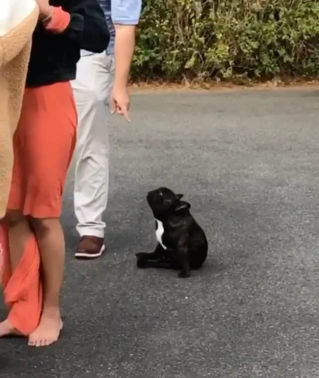 French Bulldogのインスタグラム