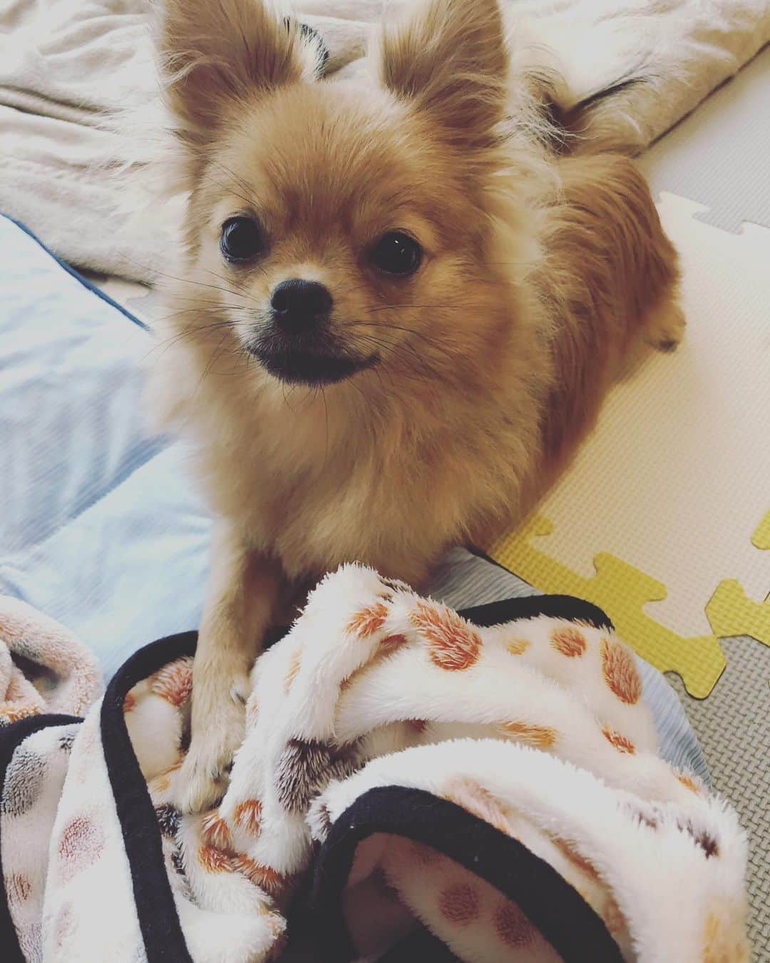 清武弘嗣のインスタグラム：「4男のこむぎくん😊 すくすく成長中！ 大好きな毛布をいつもかじかじ✨ . #犬のいる暮らし  #ぽめちわ  #8ヶ月」