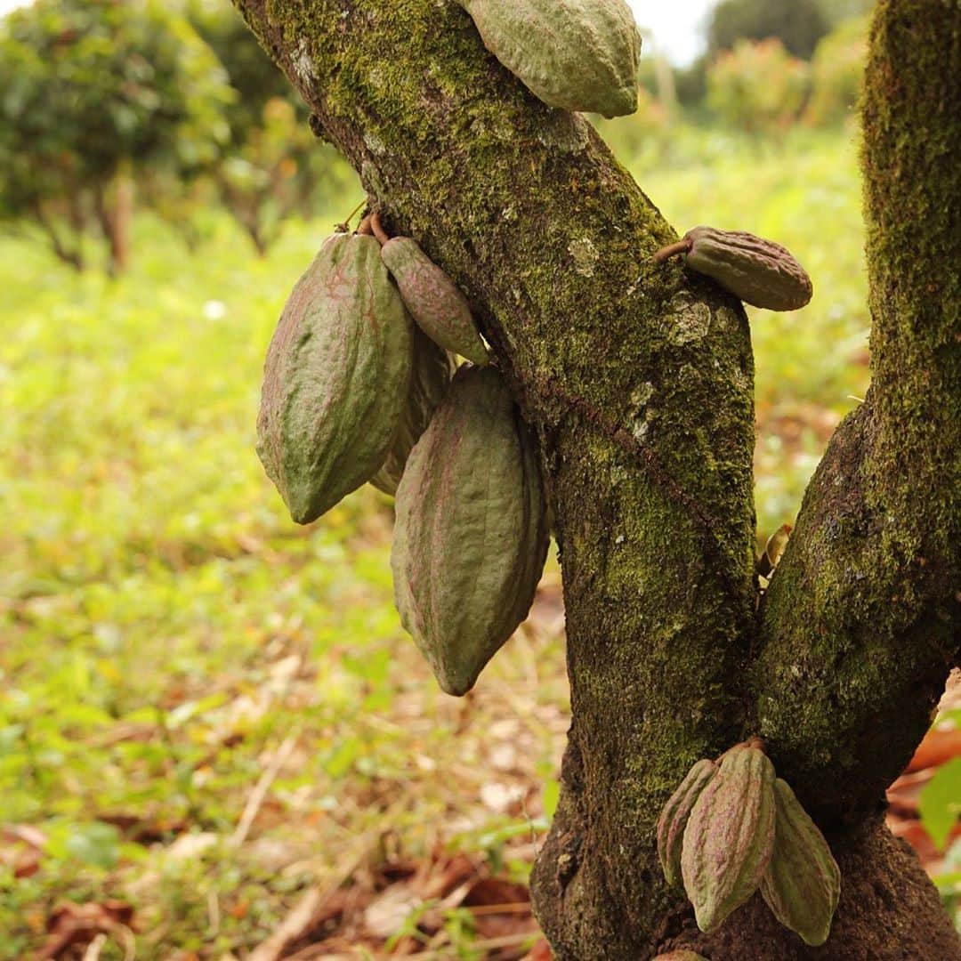 ダンデライオン・チョコレート・ジャパンのグルメインスタ
