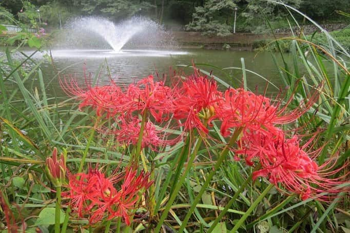 Soka Universityさんのインスタグラム写真 - (Soka UniversityInstagram)「Campus Seasonal Photos September ③ 丹木の歳時記　長月③ ⑴ Red spider lily・彼岸花(ヒガンバナ) ⑵ Japanese bush clover・萩(ハギ) ⑶ Lotus seeds・蓮の実(ハスノミ) ⑷ Acorn・団栗(ドングリ) ⑸ Kousa dogwood・山法師(ヤマボウシ) ⑹ Euscaphis japonica・権萃(ゴンズイ) ⑺ Magnolia・辛夷(コブシ) ⑻ Chestnut・栃の実(トチノミ) ⑼ Wild bamboo・野竹(ノダケ) ⑽ Egg mushroom・卵茸(タマゴタケ) #discoversoka #sodaigram #sokauniversity #hachioji #tokyo #campuslife #universitystudent #environmentallyfriendly #naturelife #september2020 #summerlover #fall2020 #autumndecor #fourseason #yearly #創価大学 #八王子 #キャンバス #大学生活 #環境 #風景攝影 #色 #秋の気配 #９月 #長月 #環境に優しい」10月12日 16時43分 - sokauniversity