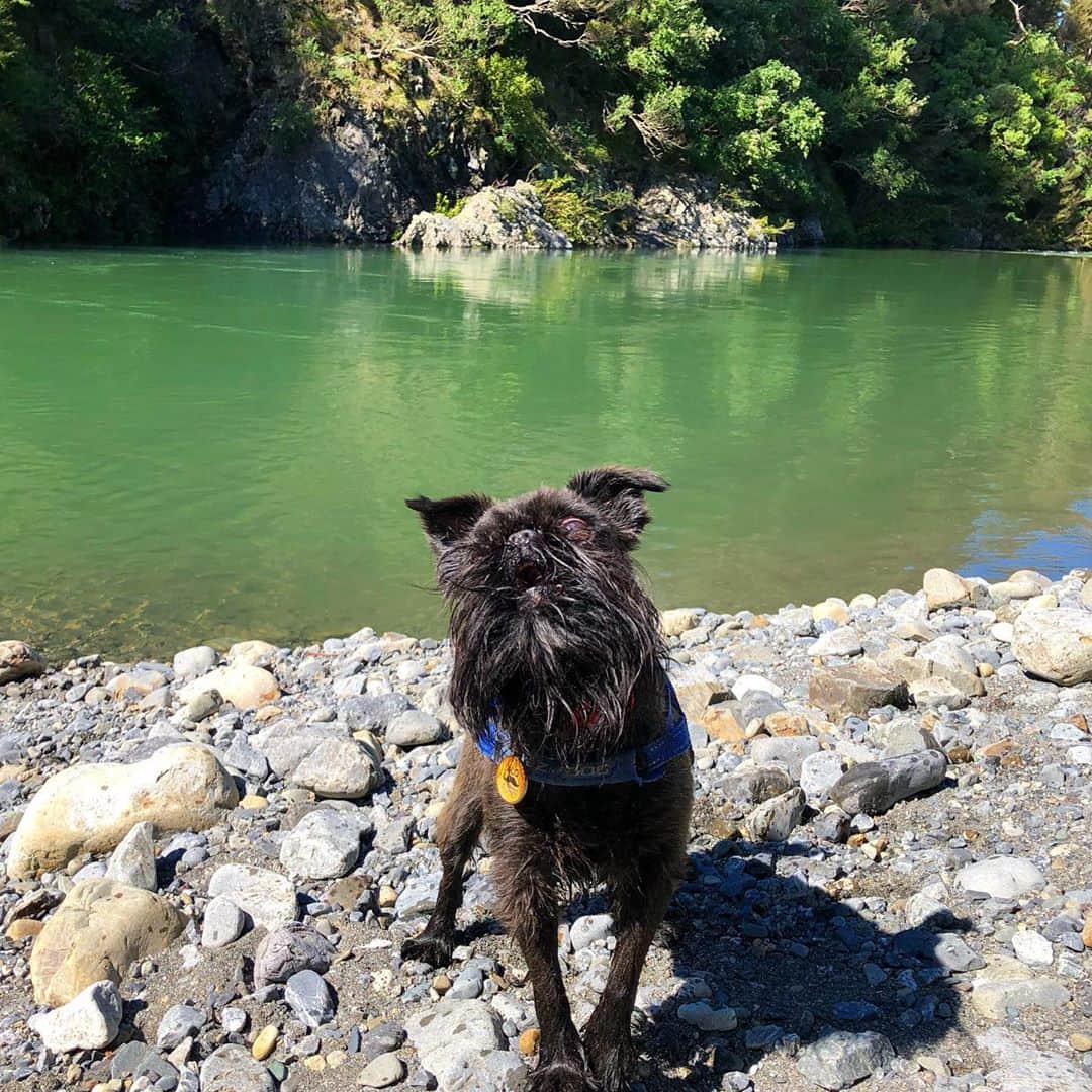 Digby & Aloのインスタグラム：「Don’t go down to the river, that’s where the river monsters live 😂  Unless you have river monster snacks, then you’re probably fine.」