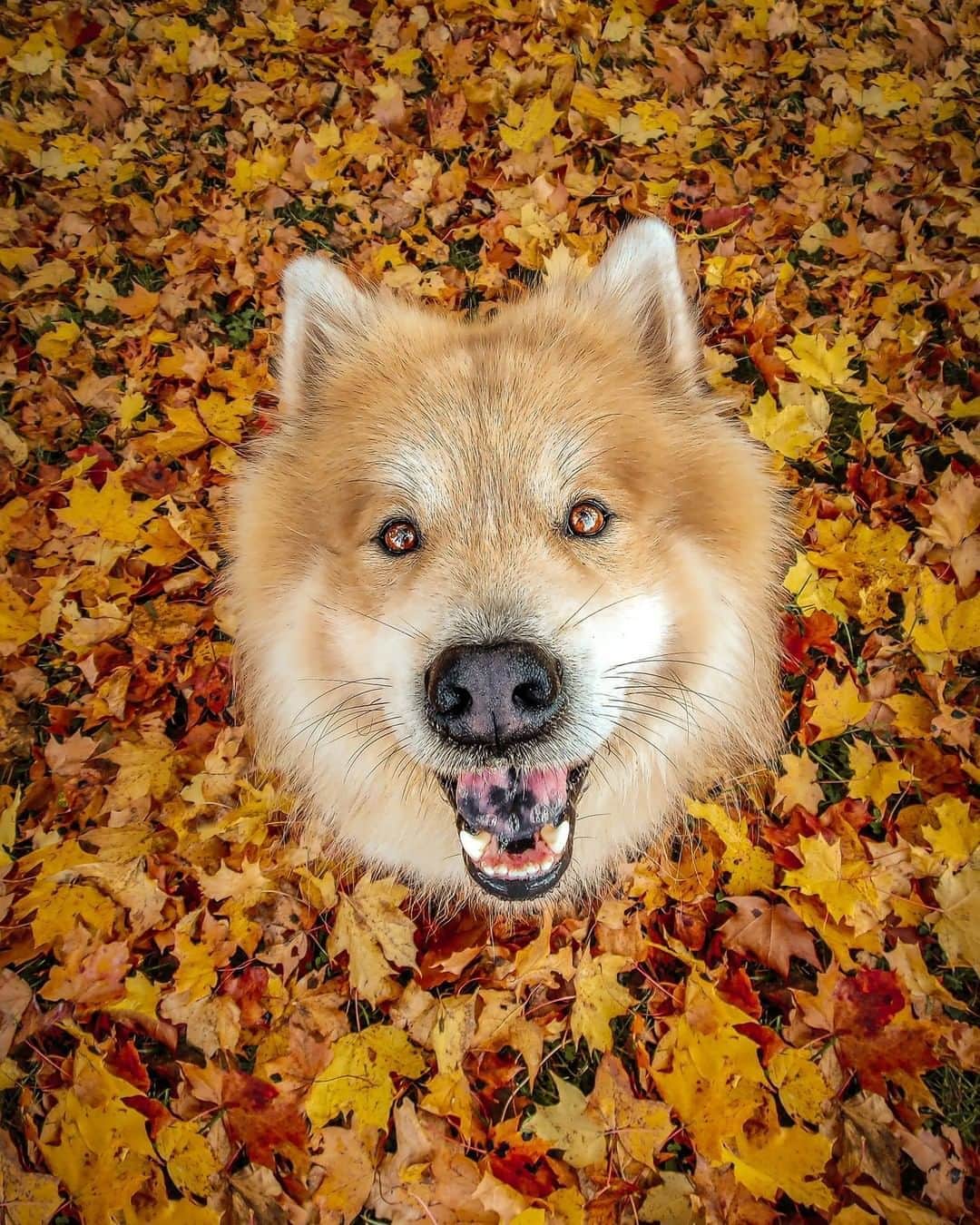 8crapさんのインスタグラム写真 - (8crapInstagram)「Fall colors matching eyes 🍁 - Want to get featured like him? Join “The Barked Club” on FACEBOOK and post something now! 👉 barked.com - 📷 @eurasierkaapo - #TheBarkedClub #barked #dog #doggo #Eurasier #EurasierDog」10月12日 17時00分 - barked