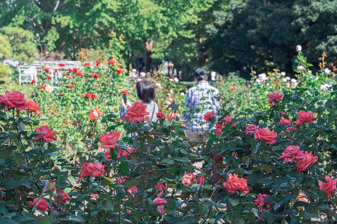 平塚市さんのインスタグラム写真 - (平塚市Instagram)「* 総合公園で秋のバラが咲き始めました。 秋めいてきて散歩にピッタリの陽気が続いています。 バッティングパレス相石スタジアムひらつか北側と、 野外ステージ東側の園路沿いに花壇がありますので、 ぜひご覧ください。 *** #手をつなぎたくなる街 #hiratsukagood #hiratsuka#平塚 #kanagawaphotoclub #総合公園 #平塚市総合公園 #薔薇#ばら #バラ#秋バラ #バラのある暮らし #秋の花#芸術の秋 #はなすたぐらむ #はなまっぷ#ザ花部 #週末の過ごし方 #日々#暮らし #instagramjapan#igersjp」10月12日 17時04分 - hiratsukagood