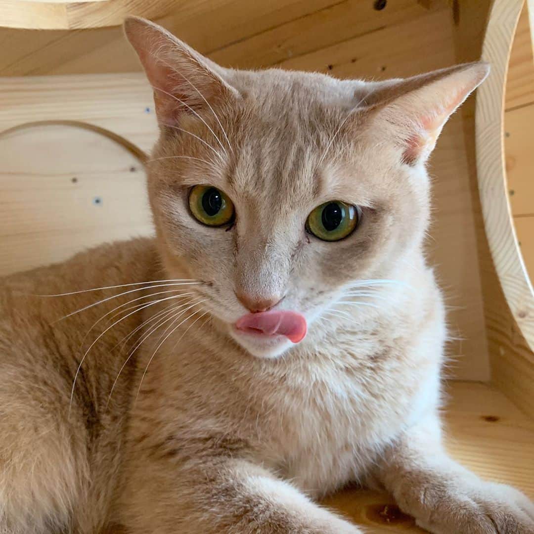 ひのき猫さんのインスタグラム写真 - (ひのき猫Instagram)「秀吉一家が冷蔵庫でまったりしてる頃、  ひのきは優雅にまったりでした(^^)」10月12日 17時04分 - hinoki.cute.kitten