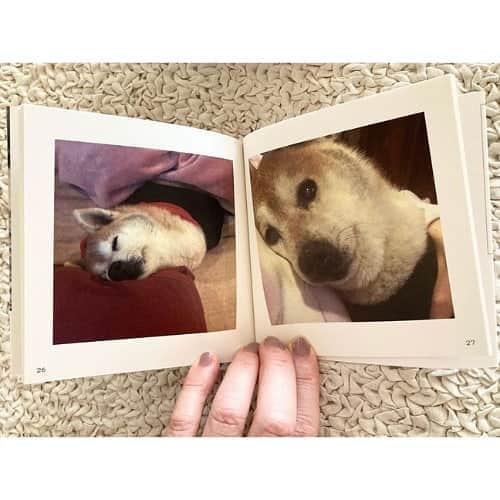 Photobackさんのインスタグラム写真 - (PhotobackInstagram)「本日ご紹介するのは、 柴犬さくら (@sa_ku_ra8.25)さまの作品集🐕 大切なわんちゃんの 日常をまとめた一冊です📚 . 『お友達にPhotobackを 教えてもったのがきっかけです😊 . 撮り溜めていた愛犬の写真を まとめることができて、画像も キレイでお気に入りです✨』 と、柴犬さくら (@sa_ku_ra8.25)さま🐶 . 一枚目の各表紙を あつめたお写真が とにかくキュートです🥰 . 2枚目以降の 中面のお写真についても 様々な表情を見せてくれる わんちゃんの愛くるしさが満点！ 犬好きにはたまらない作品集に なっています❣️ いつまでも元気な姿を見せていて ほしいですね😍 . 柴犬さくら (@sa_ku_ra8.25)さま、 今回は素敵な作品を ありがとうございました🌼 . #photoback #フォトバック #フォトアルバム #フォトブック #フォトブックづくり #アルバム #photo #写真 #photoback作品紹介2020 #犬写真 #写真集 #いぬのきもち #いぬのいる暮らし #いぬすたぐらむ #愛犬 #ペット #わんこのいる生活 #わんちゃん #柴犬」10月12日 17時20分 - photoback.jp