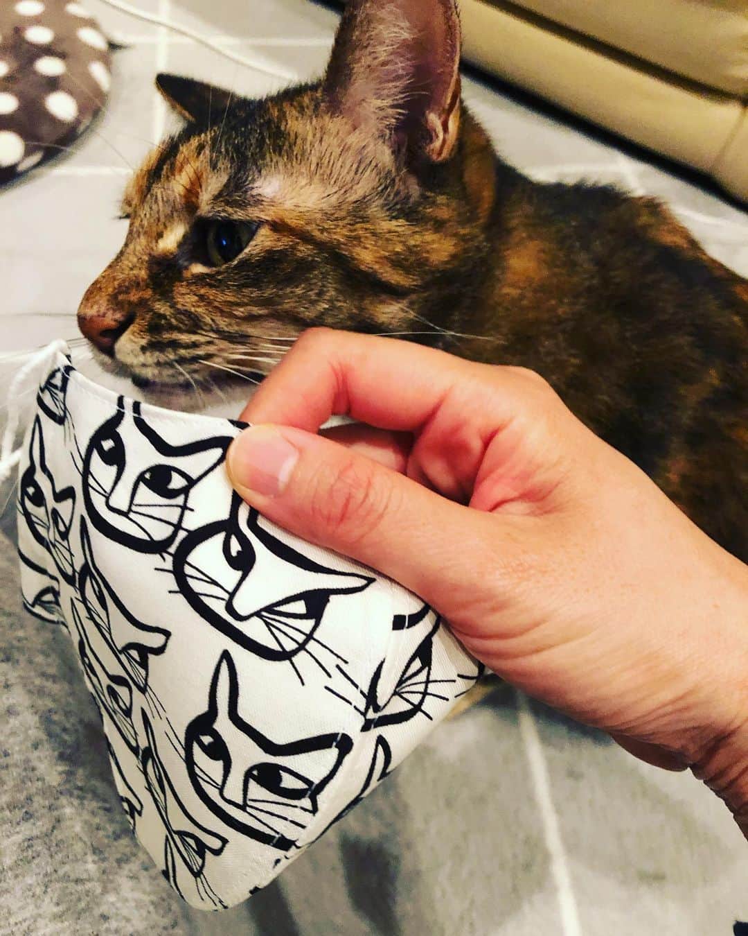 南早苗のインスタグラム：「にゃんこ検疫は入念にww 無事通過しました🙆‍♀️よかった！  先日お会いできたエフエム石川リスナーさんからの プレゼント🎁 猫柄マスク🐈かわいいー💕💕 大切に使わせていただきます😆 ありがとうございました❤️  #猫柄マスク　#猫アイテム　#猫　#猫好き　#cat #catlover  #にゃんすたぐらむ　#catstagram  #ねこのいる生活  #猫検疫　#匂いチェック #猫好きな人と繋がりたい」