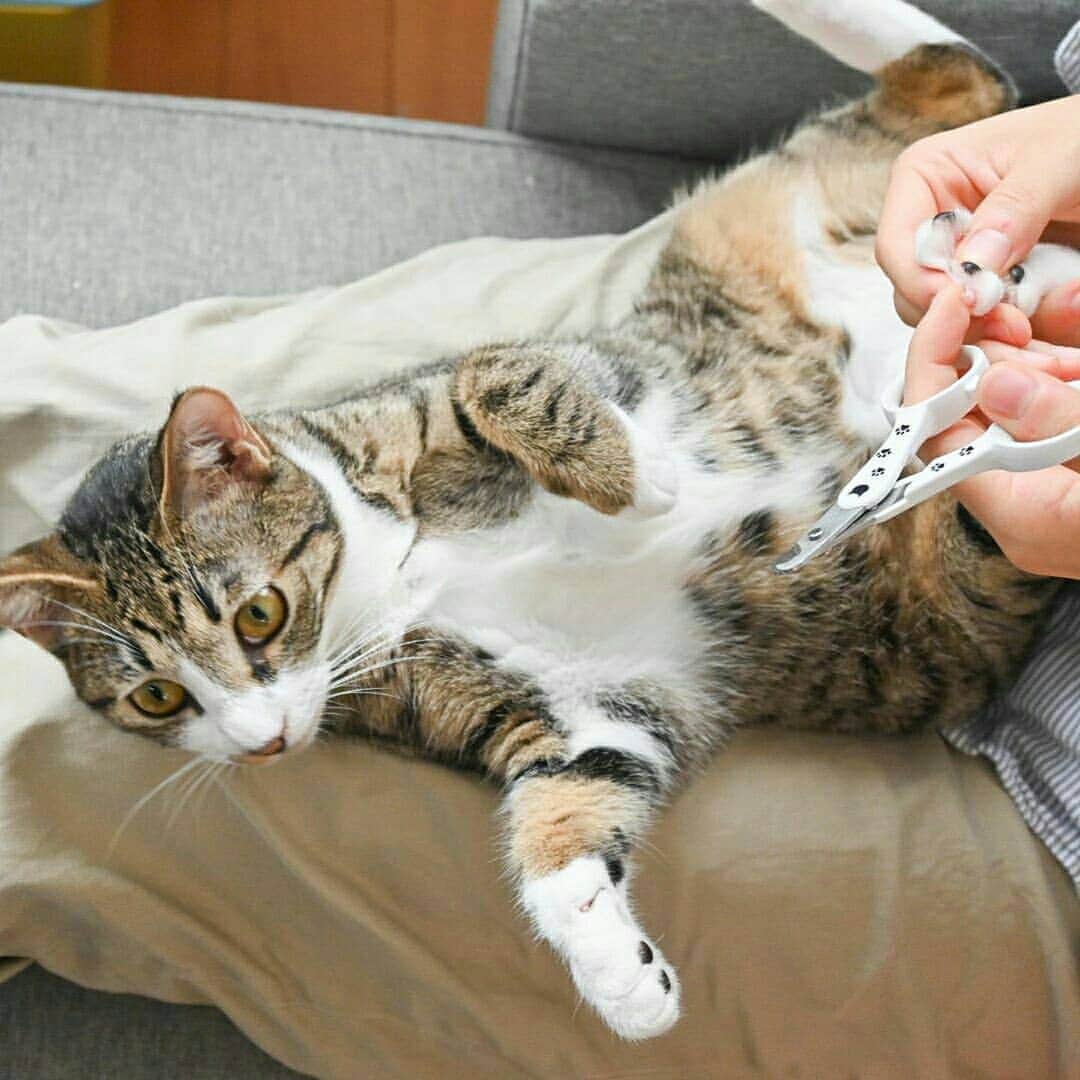 猫壱（ねこいち•ネコイチ）のインスタグラム