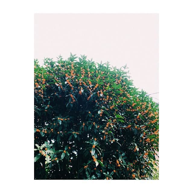 畦田ひとみのインスタグラム：「. 晴れましたね ここのところ降り続いていた雨で花は 少し落ちてしまったけどそれでもまだ 窓を開けると良い香りがして 1日がいい気分で始まる ⁂ . 私は最近、部屋に母が送ってくれた 観葉植物を置いてからいい事が 沢山あるような気がしています . 緑や植物が周りにあるって良い🍃 . #金木犀 #autumn #photography  #japan #filmphotography」