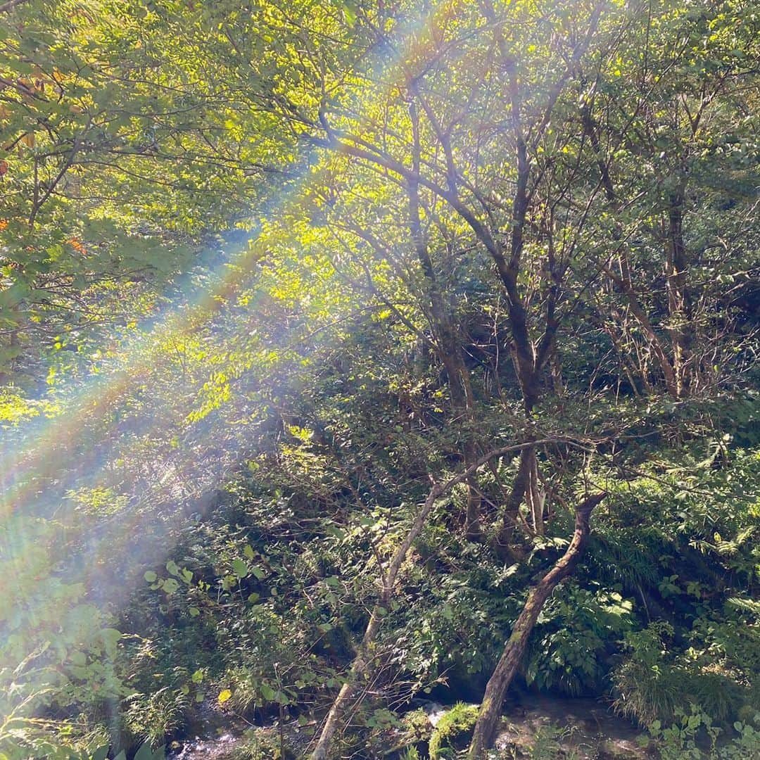 青山有紀さんのインスタグラム写真 - (青山有紀Instagram)「鳥取の木谷沢渓流🧚‍♀️ どこみても光でした✨✨✨」10月12日 17時37分 - yukiaoya