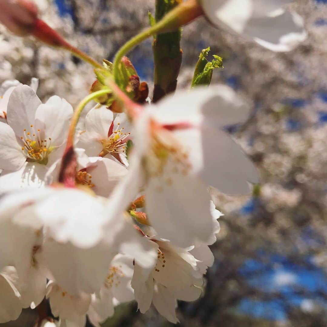 赤谷更紗のインスタグラム：「. カメラロールを見ていたら 去年の桜を見つけました . 今年は桜をあまり見る事が ができなかったので より一層写真を見ると 綺麗だなと思う一年です . そして2枚目の写真頃から ６キロ痩せたことに驚きを 隠せない。 . 顔痩せはダントツでカッサが効きました！ 体重減量は水と半身浴と茹でたほうれん草 . 水2㍑ダイエットは 凄く効果的面なので オススメです🙆‍♀️ ちゃんと食べても痩せます . 3㍑が有名ですが 3㍑は具合が悪くなりやすいと 聞いたのと実際体調が悪くなったのであまりお勧めではないです。  #instagram #japan #f4f」