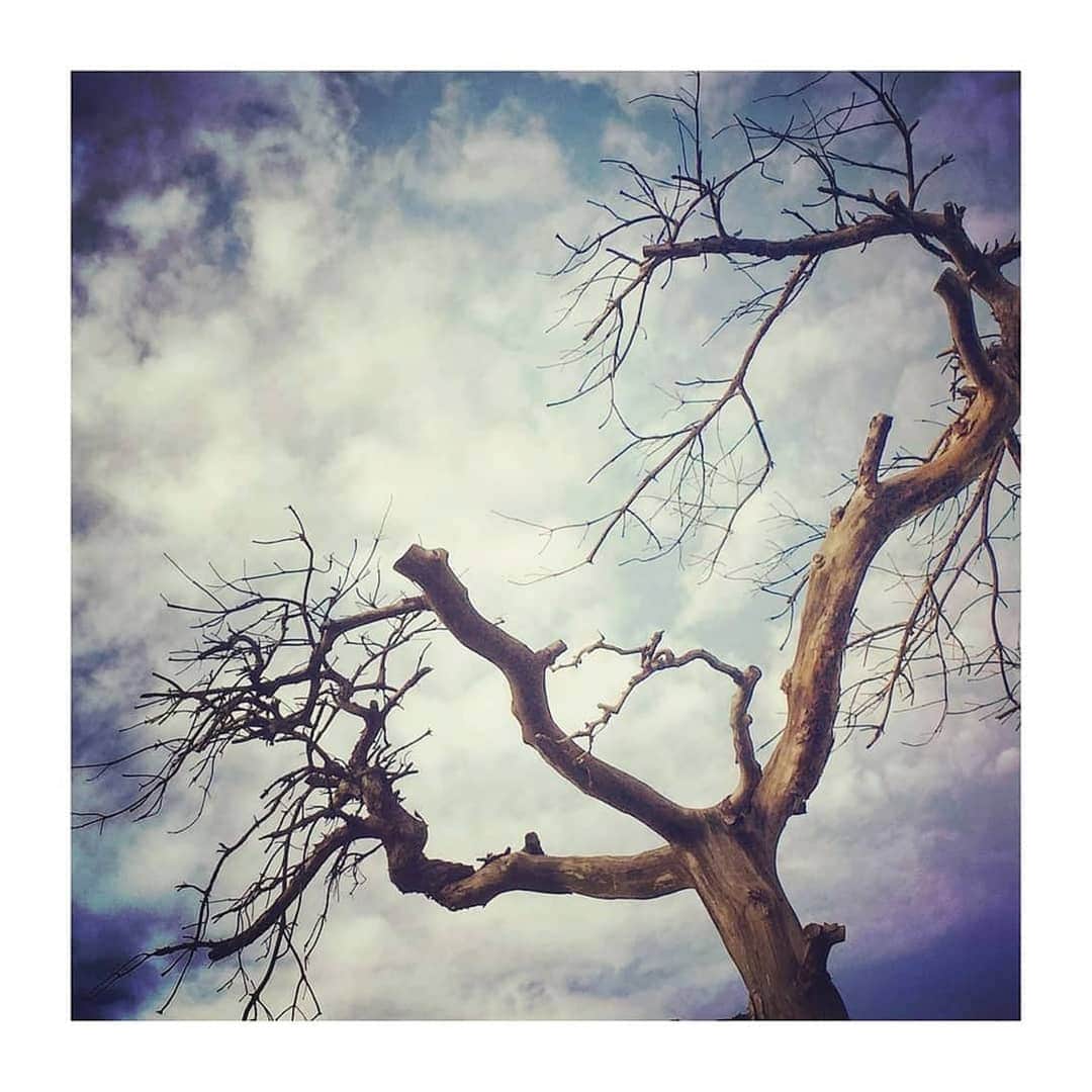 花村怜美のインスタグラム：「遊びたくなる被写体。 #木 #枯れ木 #空 #雲 #秋 #自然 #景色 #風景 #leaflesstree #tree #sky #cloud #clouds #skystagram #nature #japan」