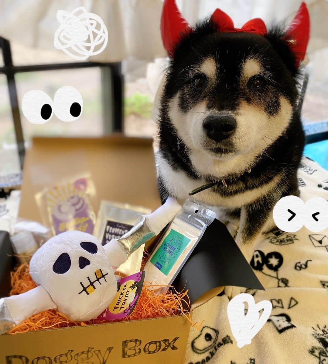 あやかさんさんのインスタグラム写真 - (あやかさんInstagram)「10月のドギボが届いたよ🎃 可愛い〜🎃❤️🎃❤️  初めて食べた貝ひものお菓子と チーズふりかけがお気に召した模様。 よかったね😍❤️ おめめウルウルさせておねだり。 . . @doggybox_jp  #doggybox #ドギボ #pr #黒柴 #柴犬 #シニア犬 #悪魔 #ハロウィン #仮装 #柴犬のいる暮らし #柴犬マニア #アシカに似てる」10月12日 18時30分 - __aya.aya.aya__