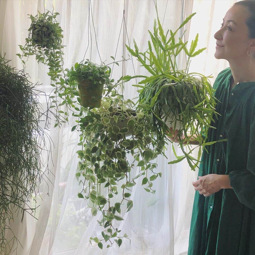 のインスタグラム：「元々たくさんの観葉植物を育ってていましたが、コロナで家で過ごす時間が多くなってから、植物にハマっています。こちらはハンギングプランツのコーナー。左からリプサリス(Rhipsalis Baccifera)、マメヅタカズラ(Dischidia Oiantha)が2鉢、ペペロミア　セルペンス(Peperomia Serpens Variegata)、そして右端は、リプサリスミクランサ。 名前が難しくて覚えられません。  #rhipsalisbaccifera #リプサリス #peperomiaserpensvariegata #ペペロミア　#dischidiaoiantha #リプサリスミクランサ」