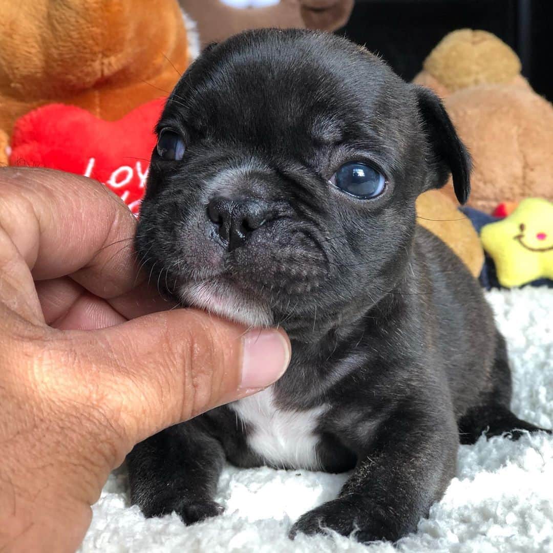 Regeneratti&Oliveira Kennelのインスタグラム：「So Tiny And Cute 🥰 #cutepuppy #frenchie #frenchbulldog」