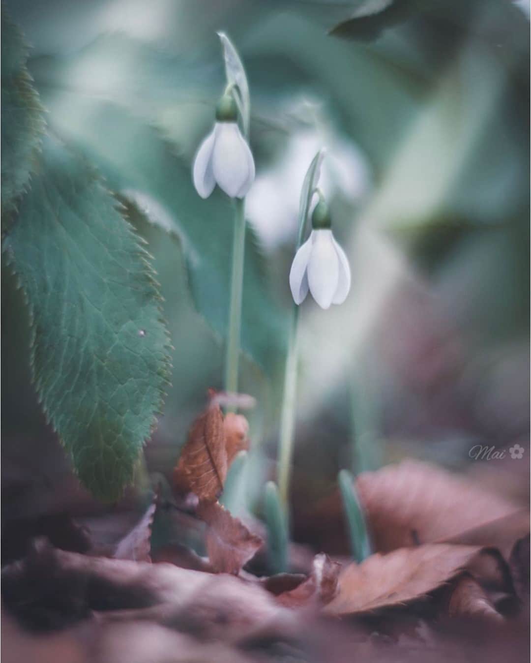 花の写真館のインスタグラム：「Photo by @alice_garden__.⠀ https://instagram.com/alice_garden__/⠀ .⠀ Original Post[投稿いただいたURL]⠀ https://www.instagram.com/p/B5j8xVBgOc1/⠀ .⠀ 本アカウントは、 #私の花の写真 をつけてInstagramに投稿された皆さまの花の写真や、「花の写真館」Facebookページで投稿された花の写真を紹介します。⠀ 「花の写真館」Facebookページは、「 @floral.photograph 」のプロフィールにあるURLからご覧ください。⠀ .⠀ ※各自、政府、自治体など公的機関の指示に従った行動をお願いします。⠀⠀ 東京カメラ部および分室では、写真を「見る楽しみ」を提供することを通して、微力ながら皆様にわずかな時間でも癒しをお届けしたいと思っております。⠀ ※本アカウントは東京カメラ部がFacebook、Instagramのサービスを利用して運営しているもので、Facebook社・Instagramとは一切関係ありません。⠀ .⠀ #花の写真館 #floralphotograph #floralphoto #flower #flowers⠀ Follow: @floral.photograph」