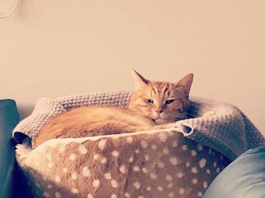 井上侑さんのインスタグラム写真 - (井上侑Instagram)「人間の歳で考えると いつの間にか 私の歳も越えていた アラフィフ、チョコさん  これからは、いろいろ教えてくださいな  #実家猫 #茶トラ #チョコ🐈 #cat #sleepy #母からの写真便り」10月12日 19時31分 - yuinouehappy