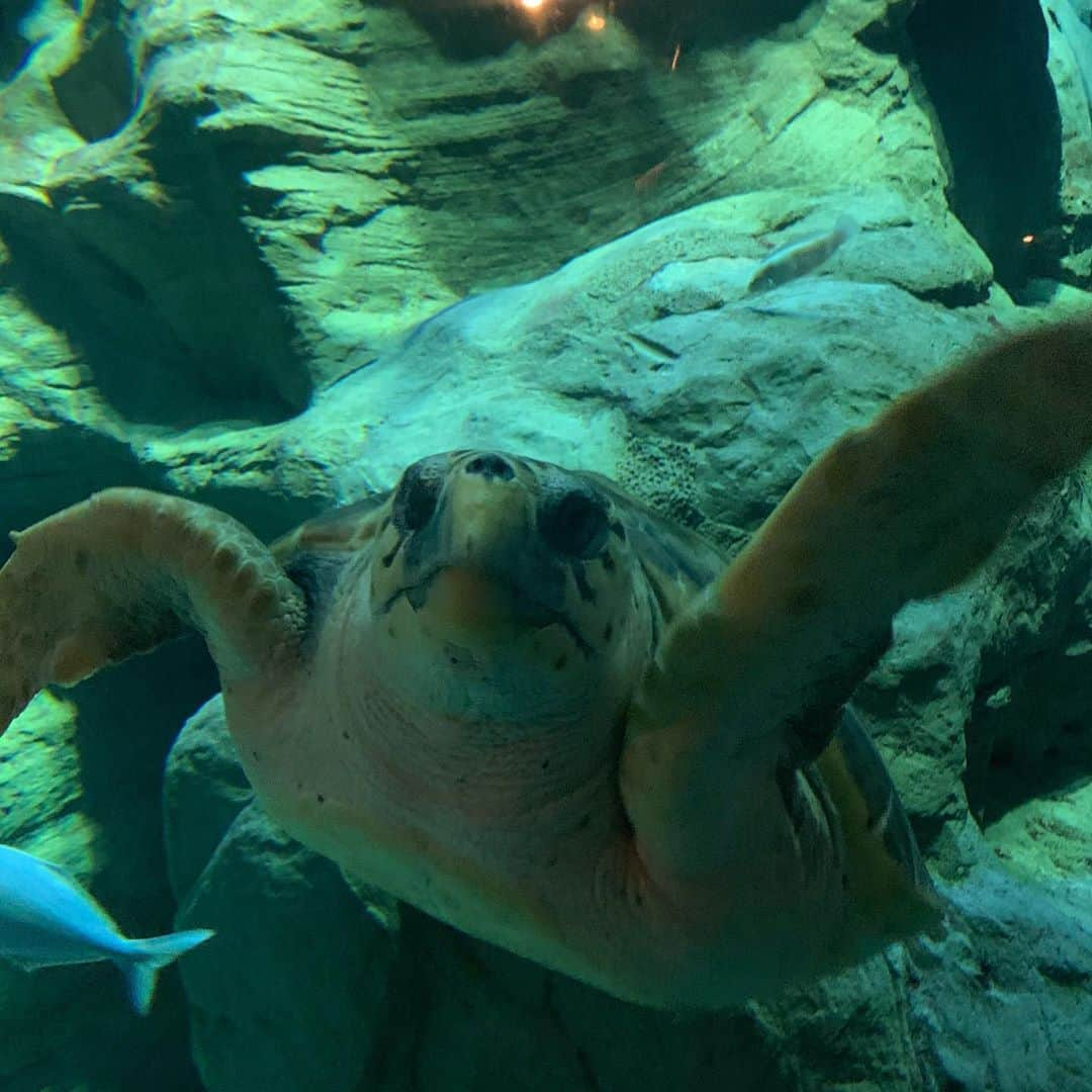 miuさんのインスタグラム写真 - (miuInstagram)「この前水族館に行ってきた🦈🐟 亀が好き🐢 皆は何が好き??」10月12日 19時28分 - sq._.mu