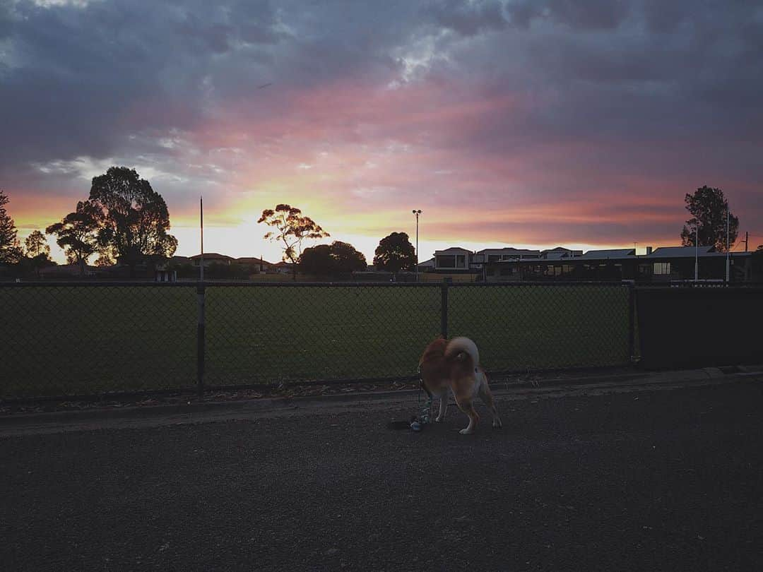 Shibainu Pontaさんのインスタグラム写真 - (Shibainu PontaInstagram)「メルボルンってやっぱいいよ〜. . #melbourne#shiba#shibainu#メルボルン#柴犬」10月12日 19時28分 - pontasyk