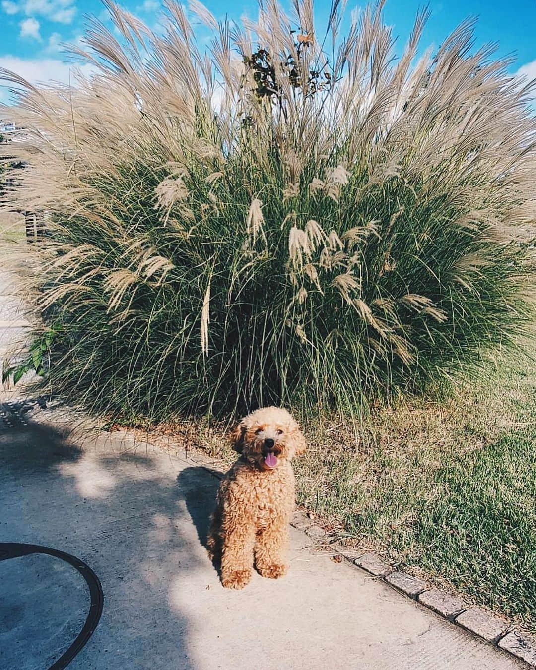 小塚源太のインスタグラム：「🐶🦚🌾 #toypoodle #pudding」