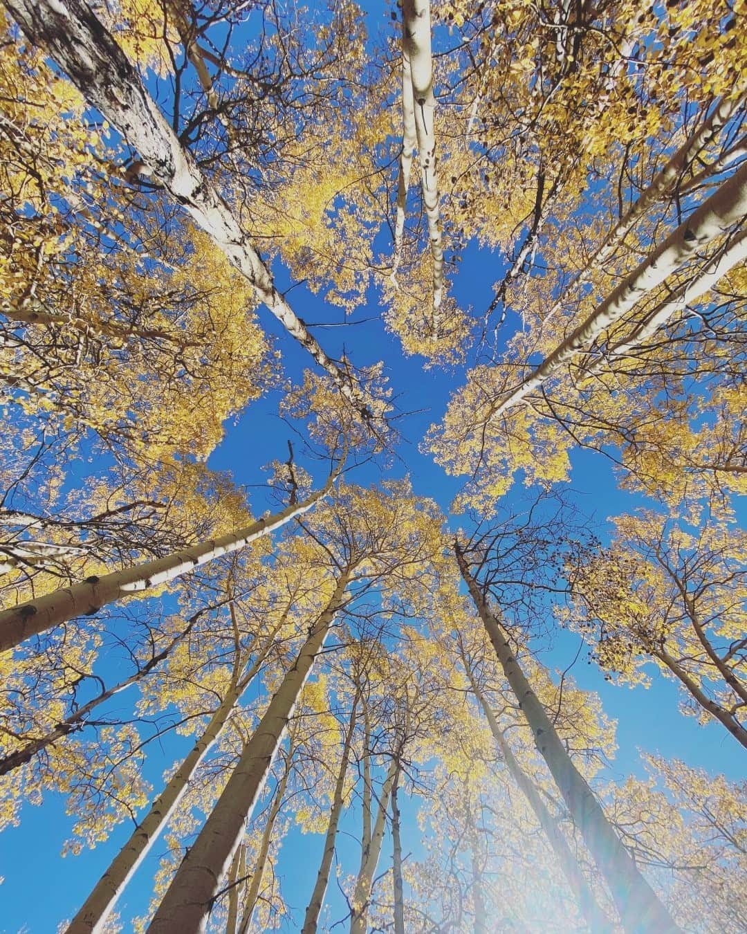 National Geographic Travelさんのインスタグラム写真 - (National Geographic TravelInstagram)「Photo by @taylorglenn / Sometimes you just need to look up. A deep blue sky creates lovely contrast with the warm foliage of aspen trees. Follow @taylorglenn for more images of #fall in #Wyoming.」10月12日 19時39分 - natgeotravel