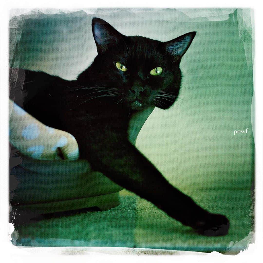 anemone_69のインスタグラム：「. #ハカセとキョウジュ #blackcat #黒猫 #cat #猫 #保護猫 . #DreamCanvas_powf . . .」