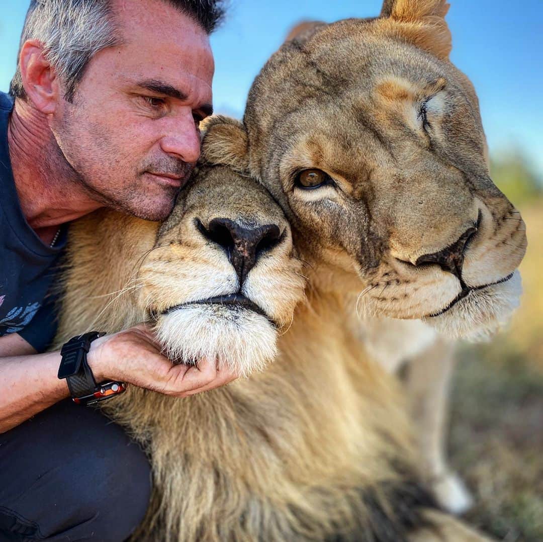 Kevin Richardson LionWhisperer さんのインスタグラム写真 - (Kevin Richardson LionWhisperer Instagram)「Siam in a human/lioness head squeeze. He takes it in his stride 😅. Naiobi has been incredibly healthy and happy since her eye surgery that resulted in the removal of her left eye due to severe glaucoma. A few days back I posted a picture of a male lion from the Kruger National Park with a disfigured jaw and mentioned Kruger’s non interference policy. I received many comments, many exclaiming their dissatisfaction for this approach. I will cover this in detail in an #askmeg video on my YouTube channel as it’s a complex topic. In captivity it’s clear cut. We most definitely have an obligation and a duty to give the animals in our care the best possible veterinary care. I wish this was the norm in captivity but sadly it isn’t.  #lionwhisperertv #lionwhisperersa #healthcare #animalhealth #lion #lioness #vet #veterinarycare #glaucoma #eye #lioneye #realtionship」10月12日 20時10分 - lionwhisperersa