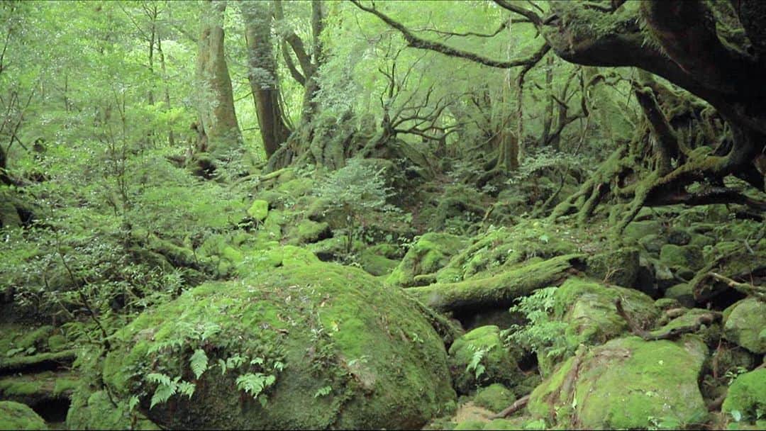 所JAPAN（公式）さんのインスタグラム写真 - (所JAPAN（公式）Instagram)「#SUITS2 のあと夜10時からは #所JAPAN 🌏  屋久島の奇跡の絶景🌤と 東京ディズニーリゾートを 10倍楽しめる植物の楽しみ方🌲  まるで #ジブリ の様な景色の #屋久島 を熱中先生と #井上咲楽 さんが探索 特殊な気候が生み出す激レア景色とは❓  #濱口優 さんがオススメする #世界最古の木 って何？」10月12日 20時23分 - tokoro_japan8