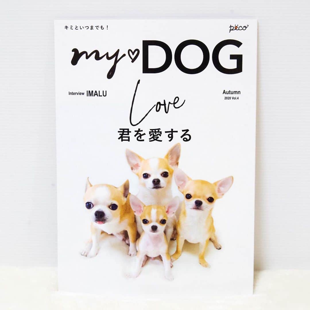 Kiyoさんのインスタグラム写真 - (KiyoInstagram)「Tora ✤ Tama ✤ Miké ✤ Miko PECO「MY♥DOG秋号」うちのコ表紙 ✤ 今回のうちのコ表紙は トラタマミケミコが全員揃ったこの写真に✨ すごくいい記念になりました ありがとうございます😊 皆様もいかがですか？ ✤ PECO「MY♥DOG」 世界にひとつだけのうちのコ表紙 @pecomydog_official  ✤ #puppy#puppies#puppiesofinstagram#dogs#dogsofinstagram#dogstagram#doglover#dogsofinstaworld#dog_features#instadog#instagramdogs#ilovemydog#chihuahua#chihuahuasofinstagram#dogsofbark#weeklyfluff#barked#animalsco#IGersJP#instagramjapan#todayswanko#pecomydog#pecomydog世界にひとつだけのうちのコ表紙#pecoいぬ部#チワワ部#チワワ#スムチー#decocoの子はみんな可愛すぎる#wpe2020秋フォトグランプリ ✤」10月12日 20時23分 - toratama