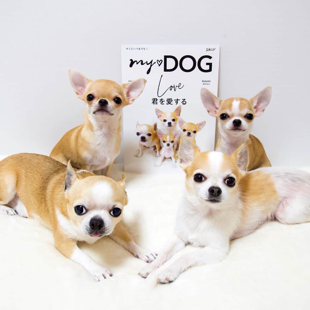 Kiyoさんのインスタグラム写真 - (KiyoInstagram)「Tora ✤ Tama ✤ Miké ✤ Miko PECO「MY♥DOG秋号」うちのコ表紙 ✤ 今回のうちのコ表紙は トラタマミケミコが全員揃ったこの写真に✨ すごくいい記念になりました ありがとうございます😊 皆様もいかがですか？ ✤ PECO「MY♥DOG」 世界にひとつだけのうちのコ表紙 @pecomydog_official  ✤ #puppy#puppies#puppiesofinstagram#dogs#dogsofinstagram#dogstagram#doglover#dogsofinstaworld#dog_features#instadog#instagramdogs#ilovemydog#chihuahua#chihuahuasofinstagram#dogsofbark#weeklyfluff#barked#animalsco#IGersJP#instagramjapan#todayswanko#pecomydog#pecomydog世界にひとつだけのうちのコ表紙#pecoいぬ部#チワワ部#チワワ#スムチー#decocoの子はみんな可愛すぎる#wpe2020秋フォトグランプリ ✤」10月12日 20時23分 - toratama