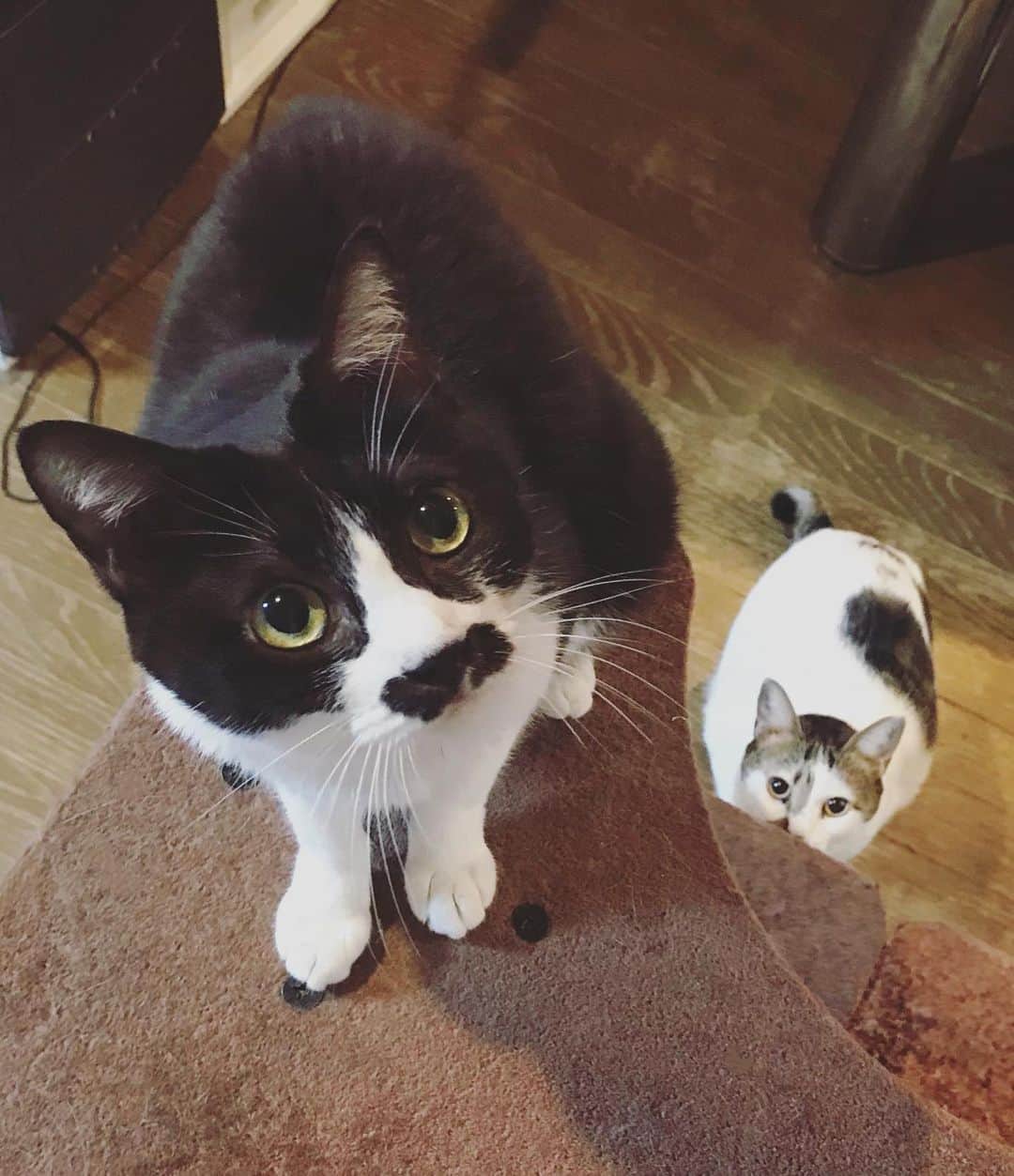 もじゃころのインスタグラム：「ちょっとピンボケだけど今日もかわいいペッペとかわいいモカちゃん☺️  #チョッチュ具志コロペッペ  #ルアクコピッピモカ丸」
